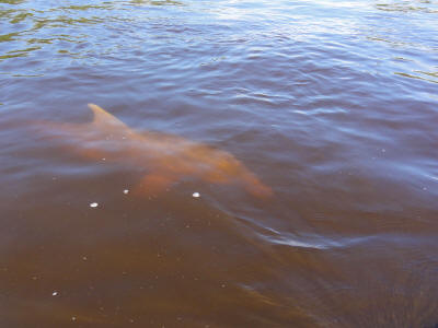 En delfin der leger med bdene, nr vi sejler ind i sumpen..